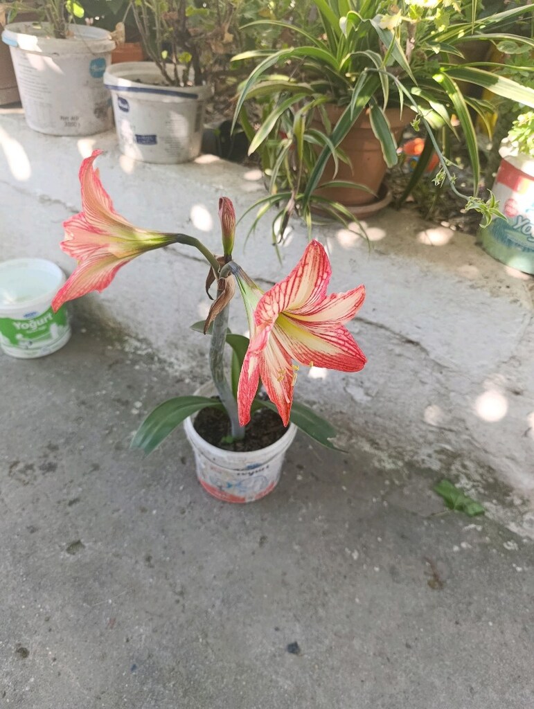 Zambak çiçeği - 2