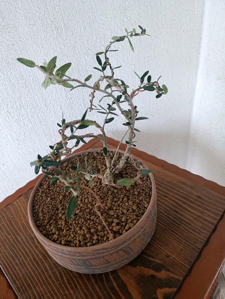 bonsai - 3