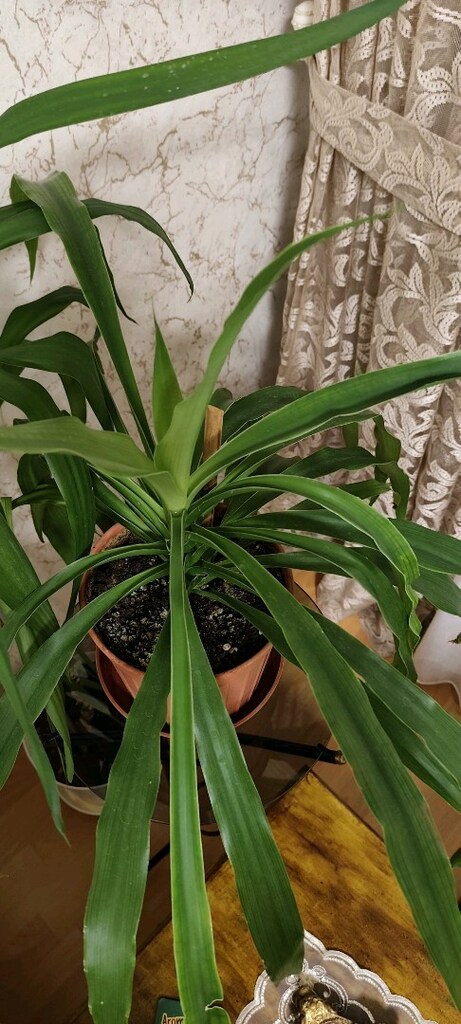 PANDANUS ÇİÇEĞİ - 5