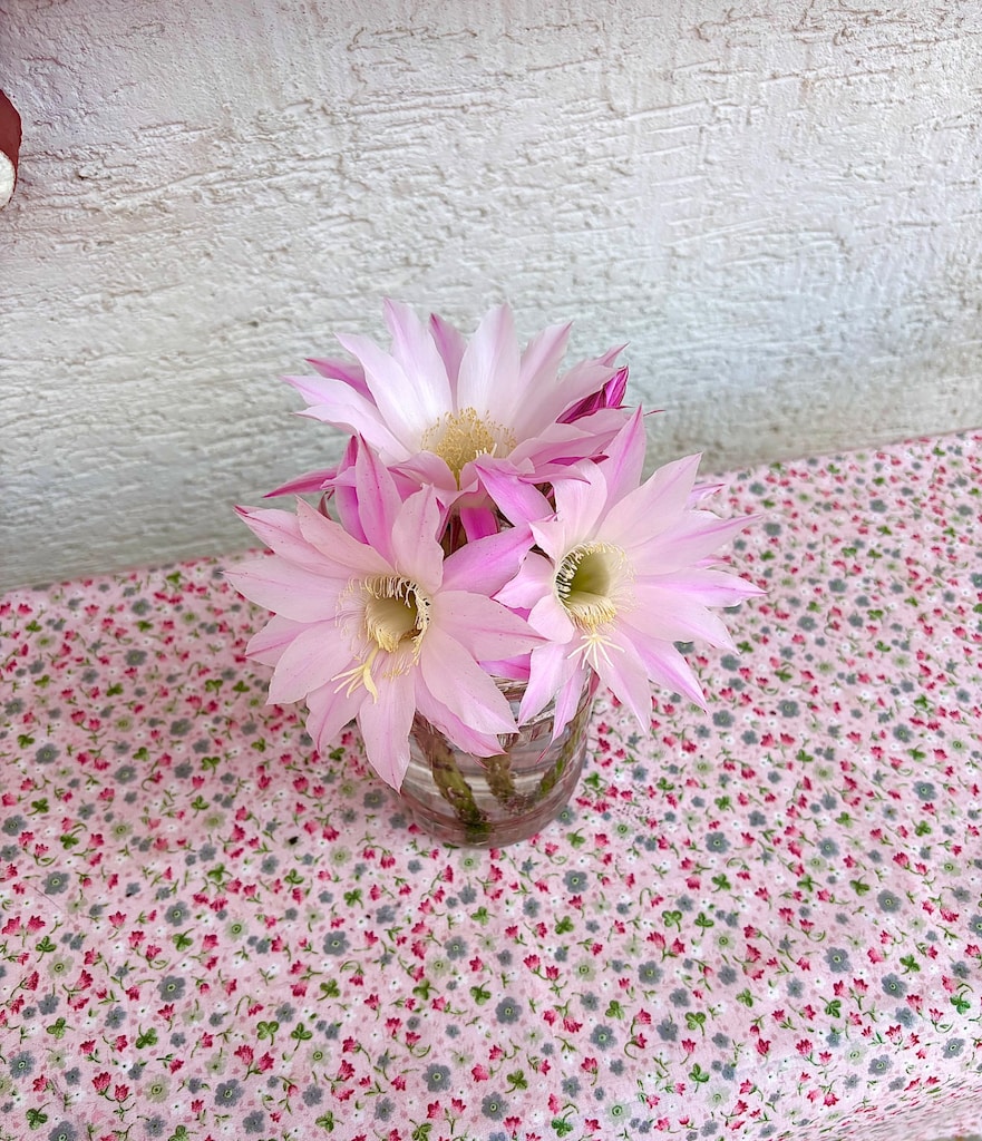 Dev Çiçek Açan Echinopsis Kaktüs (Sağlıklı & Saksılı) - 2