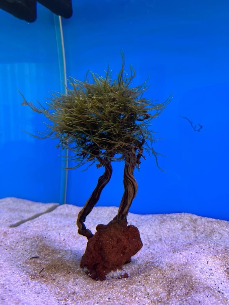 Akvaryum Christmas Moss Sarılı Ağaç Figür Dekor - 3