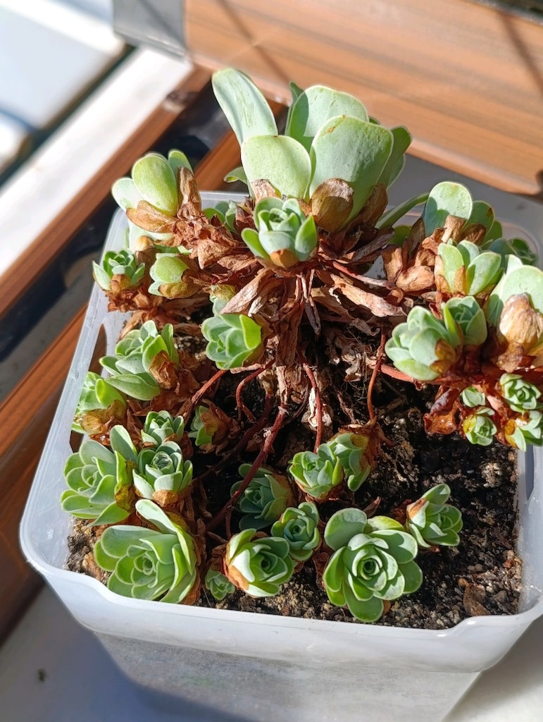 Greenovia Dodrantelis Aeonium Sukulent - 18