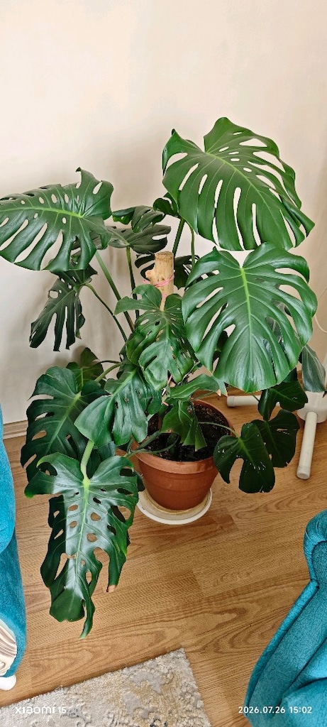 monstera deve tabanı yetişkin 50cm yaprak boy - 2