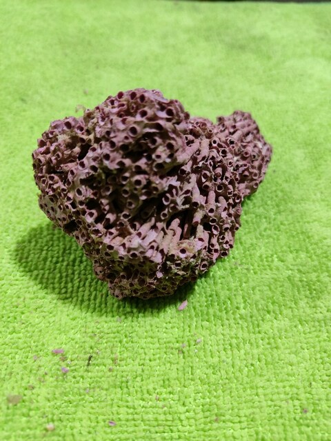 HAKİKİ DOĞAL KIRMIZI MERCAN 42 GR