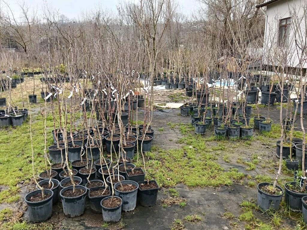 HER ÇEŞİT MEYVE FİDANI - 6