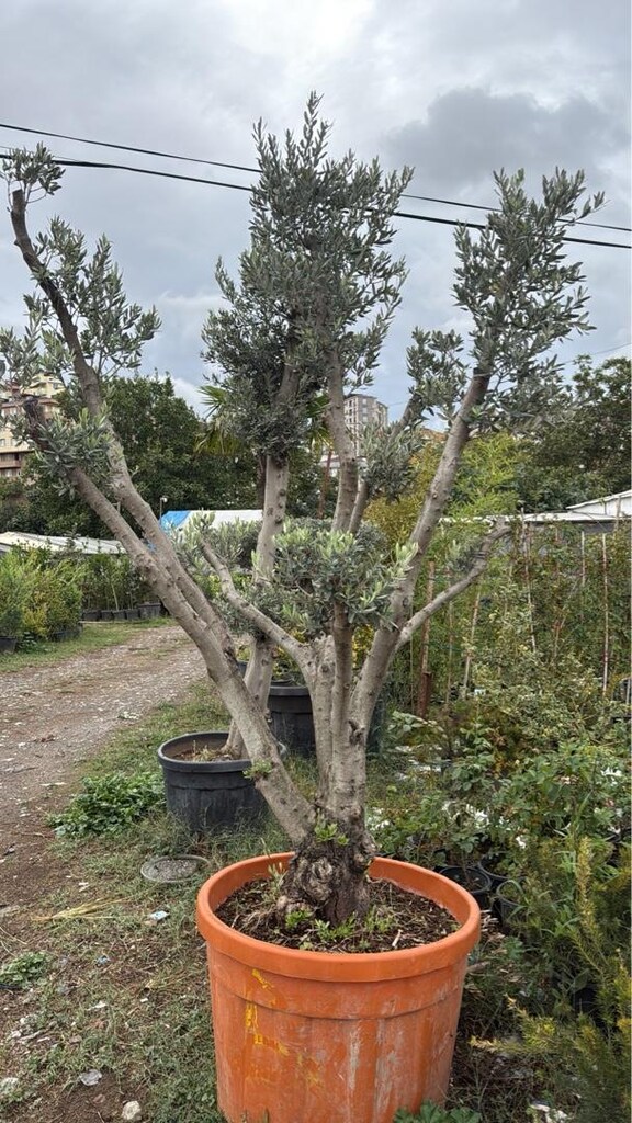 şekili zeytin - 4