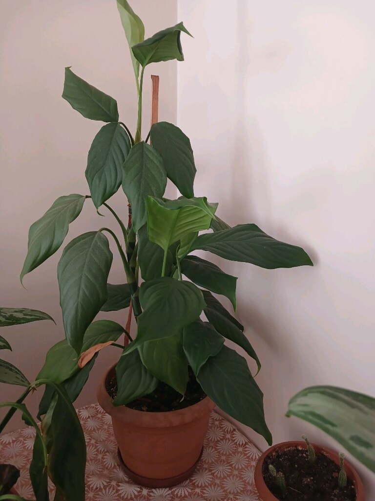 ev balkon çiçekleri - 18