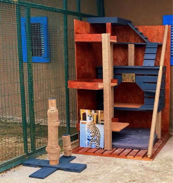 kedi evi