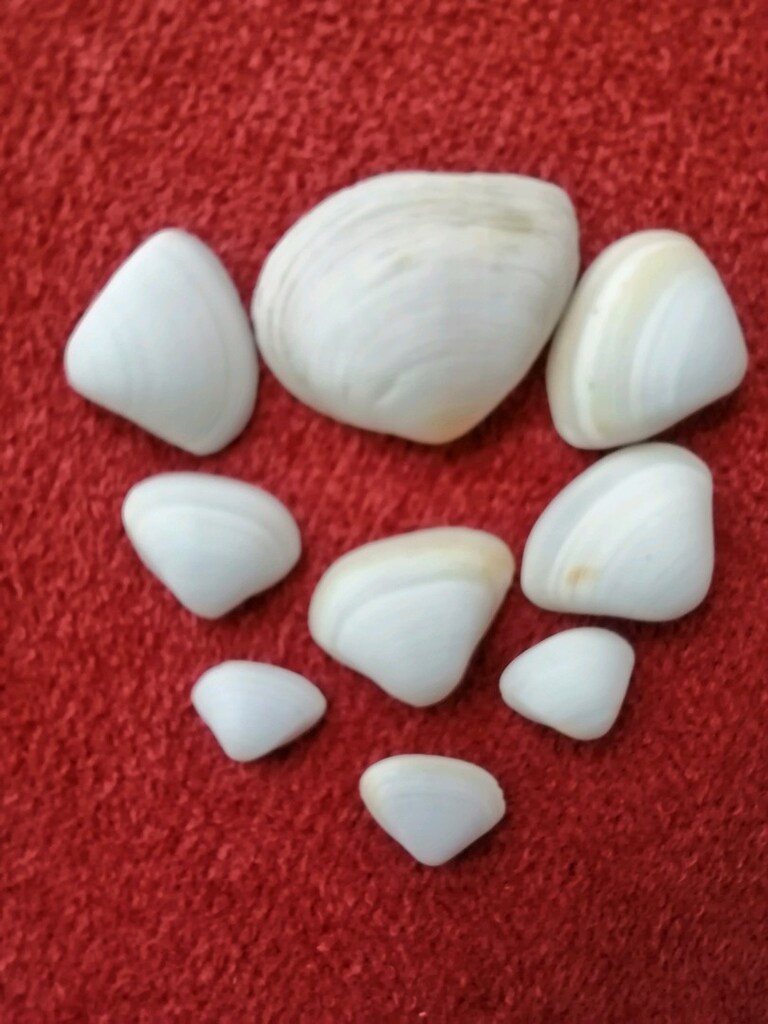 Deniz Kabuğu Seti (13)