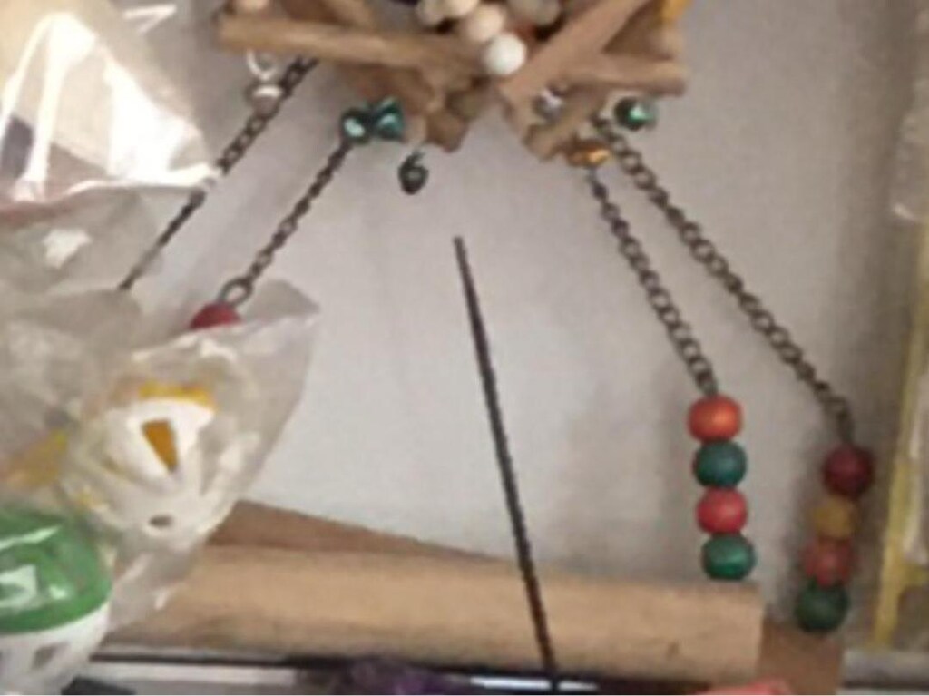 Papağan-kuş salıncağı
