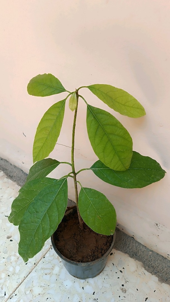 2 Adet Avakado ağacı - 3