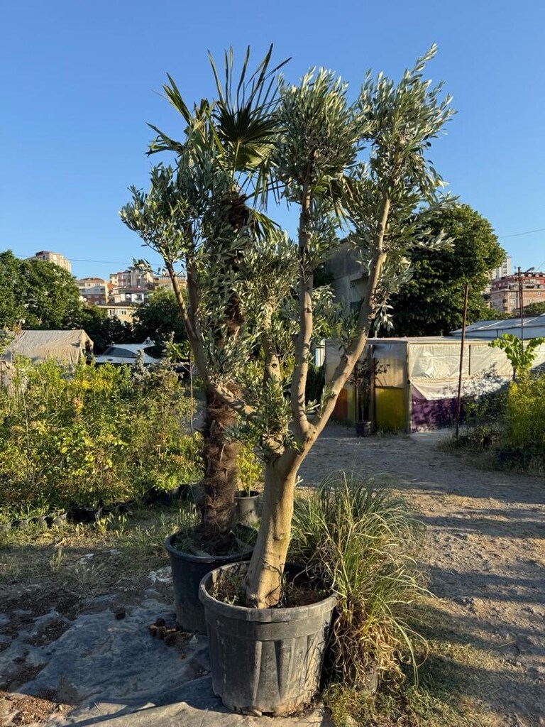 zeytin ağacı - 4