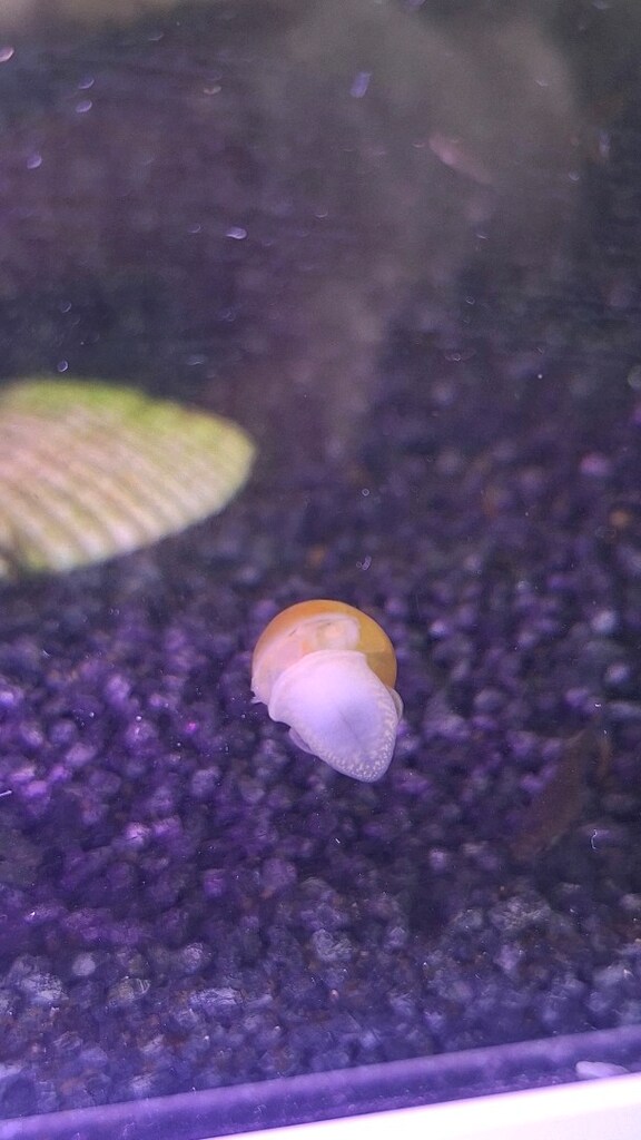 !! KAMPANYA !! 2 Adet Elma Salyangozu (1-3 cm) - 2