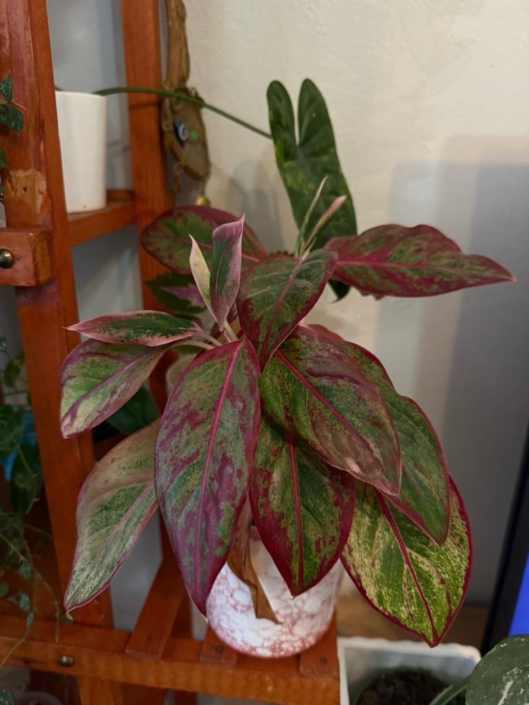 aglaonema bitki - 2