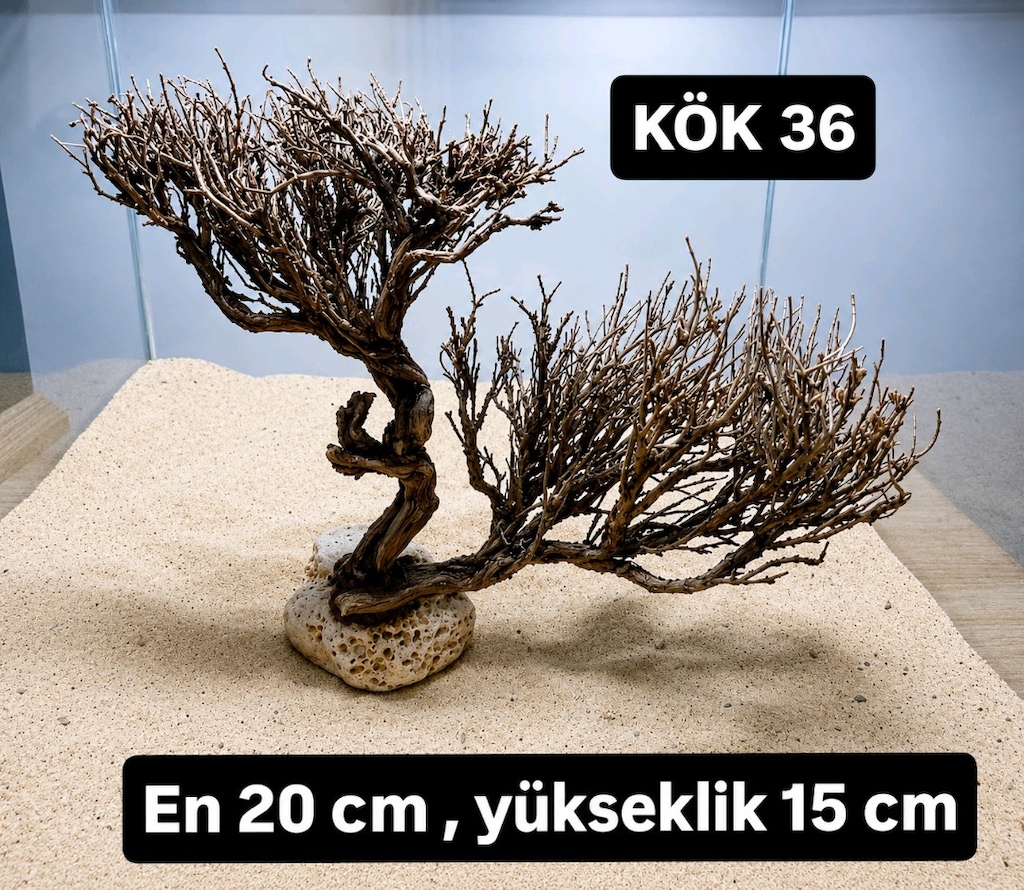 Moss ağaç çeşitleri - 4