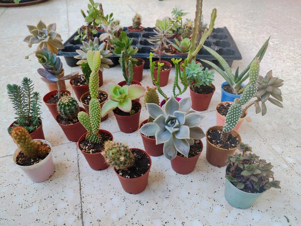 Kaktüs ve sukulent çeşitleri 36 adet 320 tl - 3