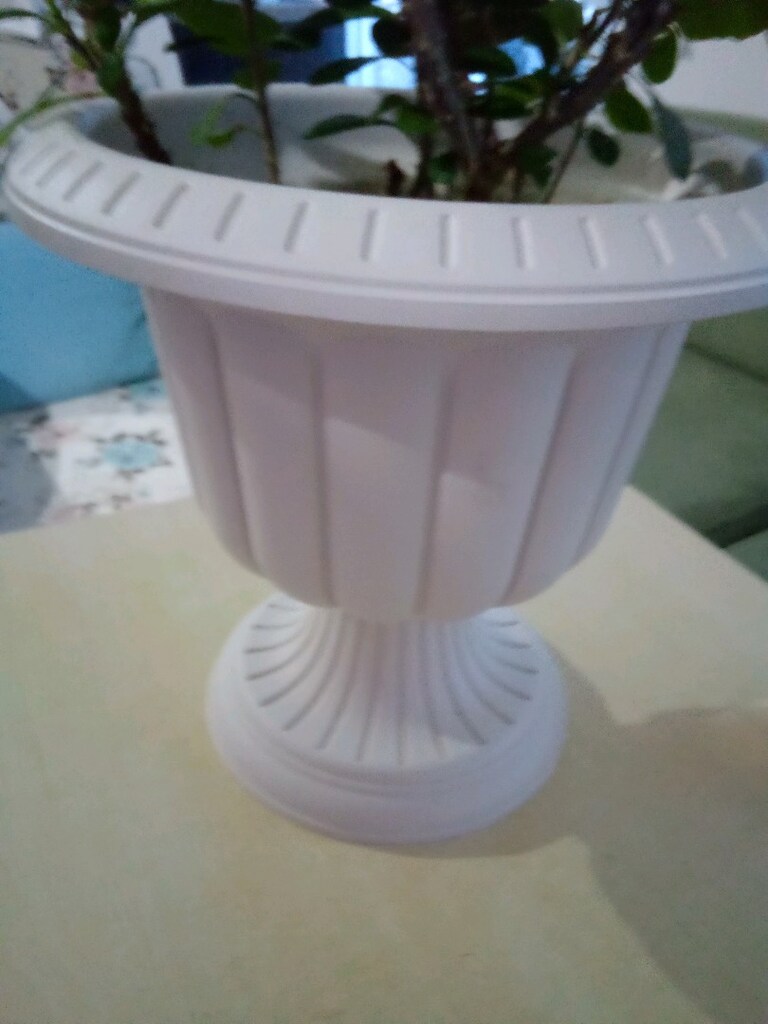 Dikenler tacı çiçek - 4