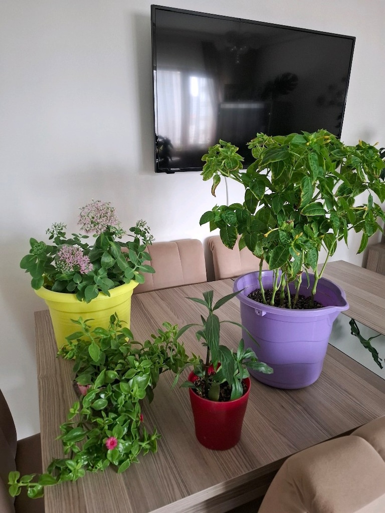 hepsi 550₺ canlı çiçekler - 6