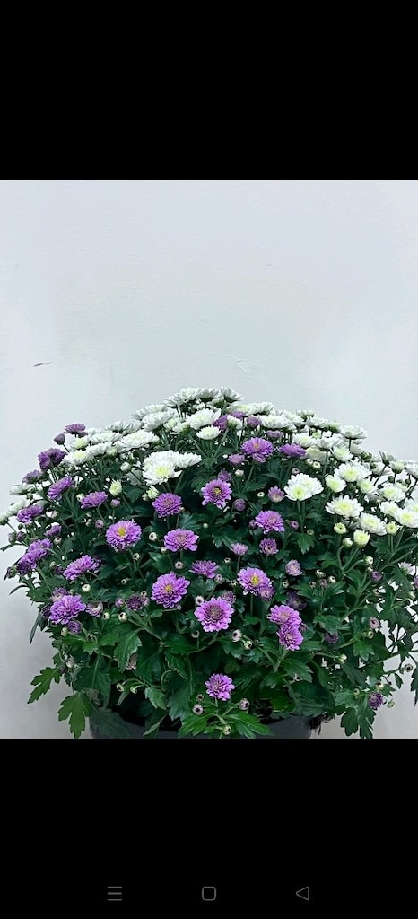 canlı çiçek - 3