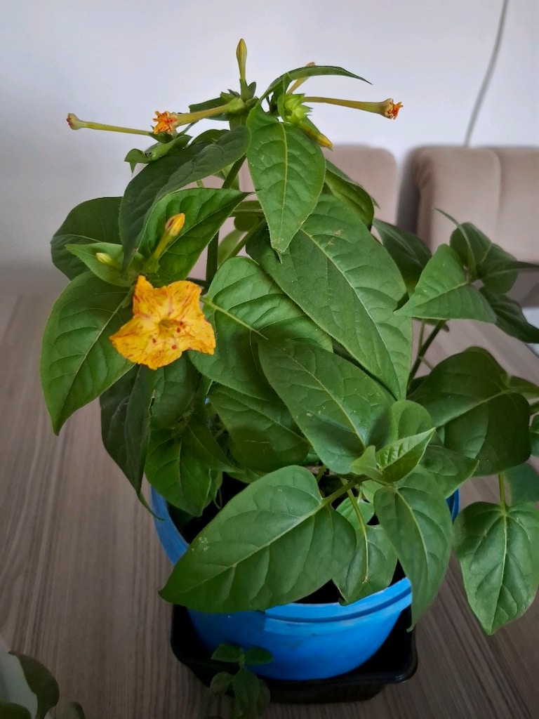 canlı çiçekler ( hepsi 350₺) - 9