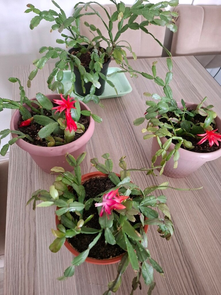 Canlı çiçekler ( tanesi 250₺) - 5