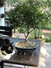 Bonsai Ağacı şimşir - 9