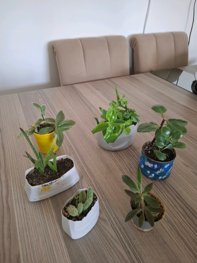 Hepsi 100₺ 6 adet canlı çiçek - 2