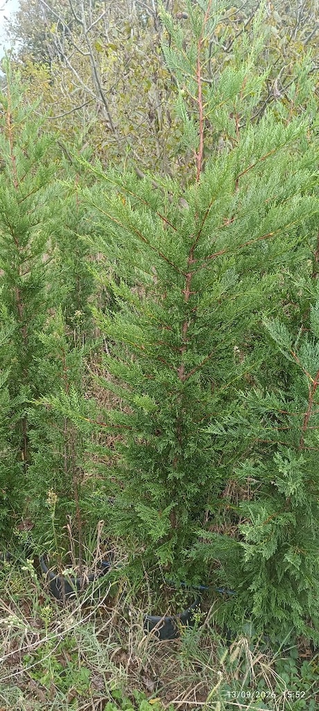 Leylandi(Çit Bitkisi) - 3