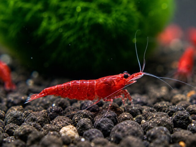 Kırmızı Sakura NeoCaridina