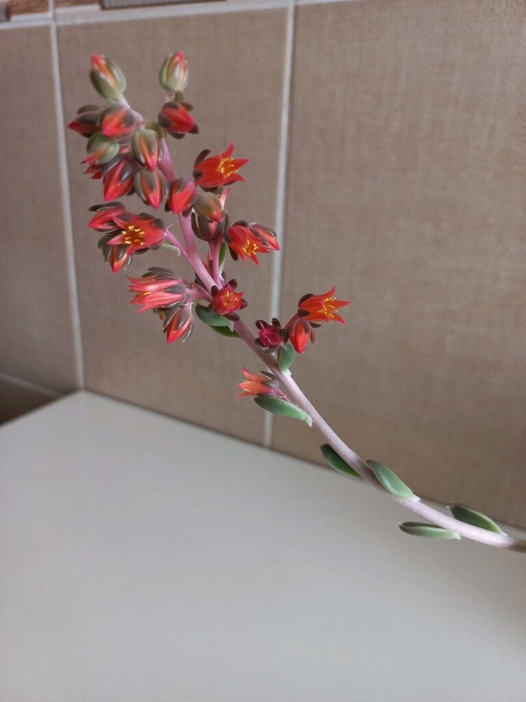 kaktüs sukulent canlı çiçek - 8