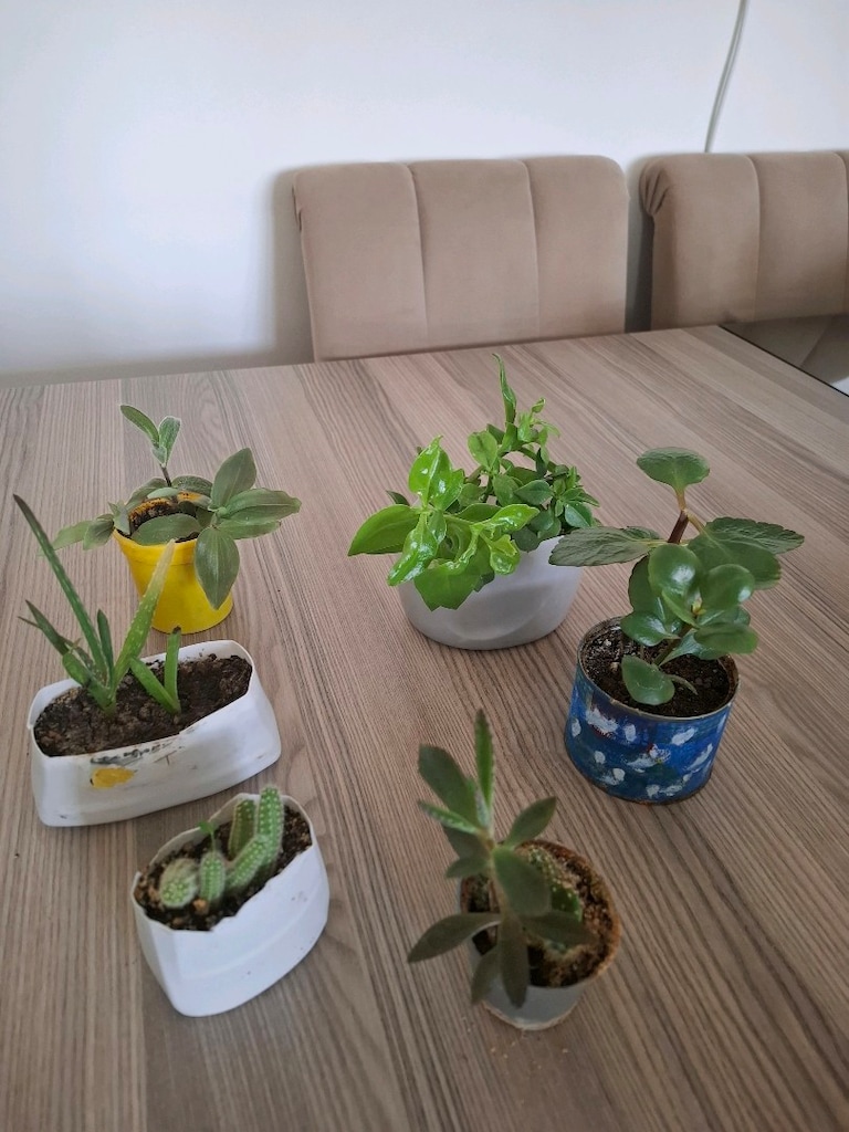 Hepsi 100₺ 6 adet canlı çiçek - 6