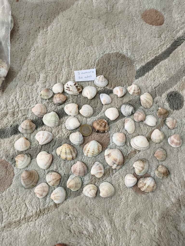 doğal Deniz kabukları - 4