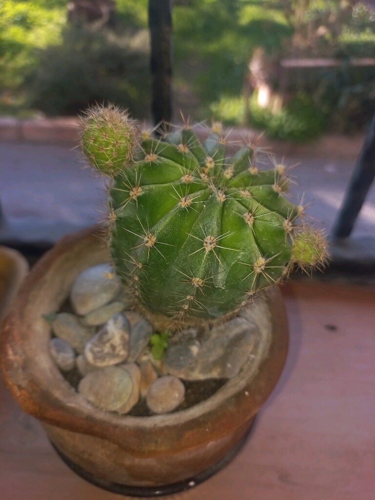 KAKTÜS çiçeği - 3