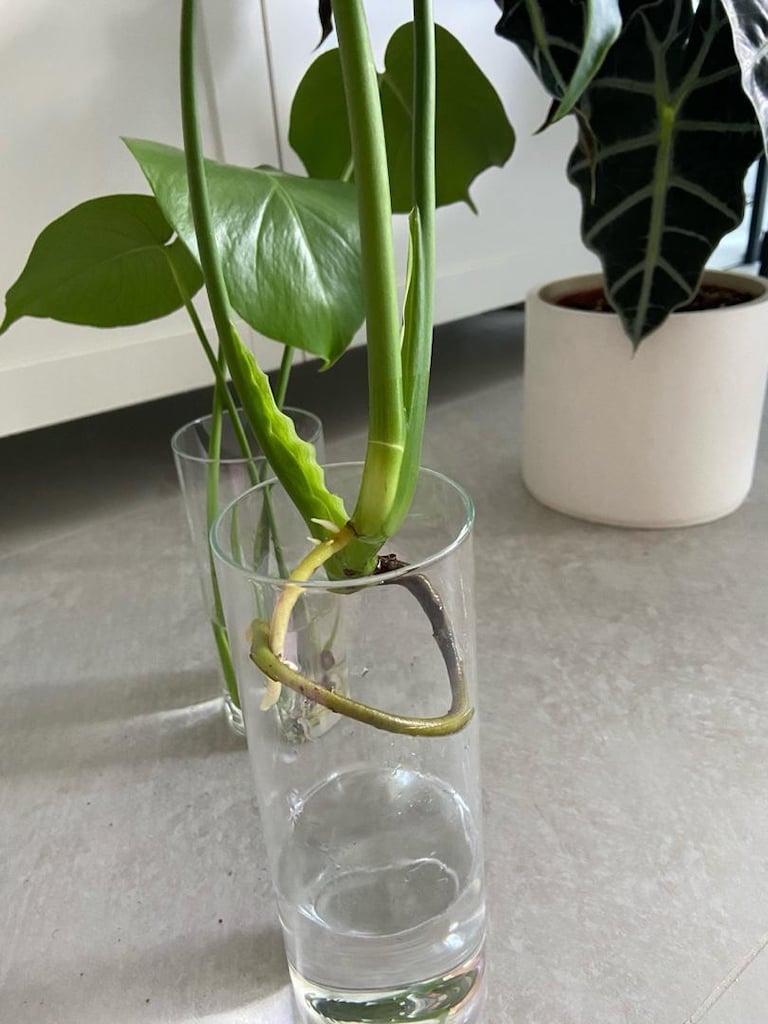 canlı bitki monstera deve tabanı köklü çelik - 5