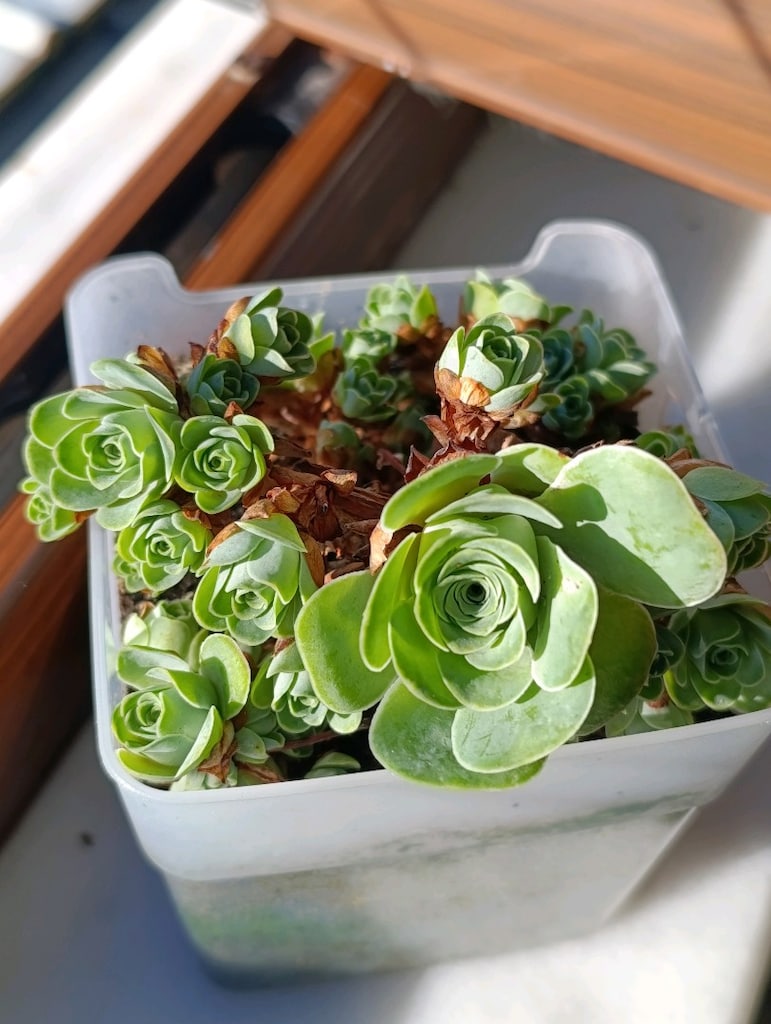 Greenovia Dodrantelis Aeonium Sukulent - 6