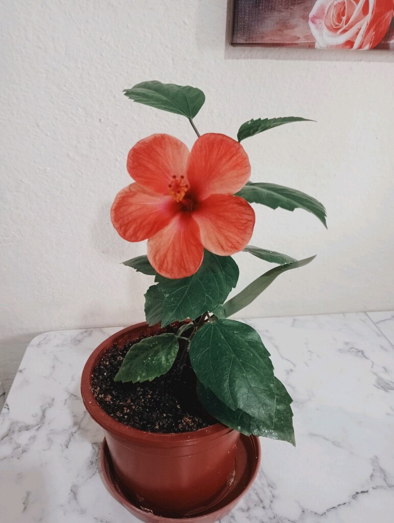 japon gülü diğer adı hibiskus - 4