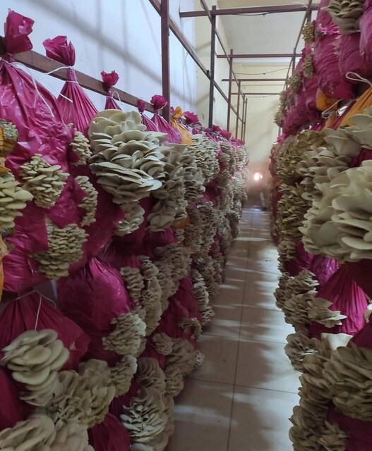 İSTİRİDYE MANTARI NEMLENDİRME & SİSLEME SİSTEMİ (100 METRE KARE)