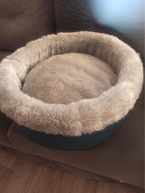 kedi evi