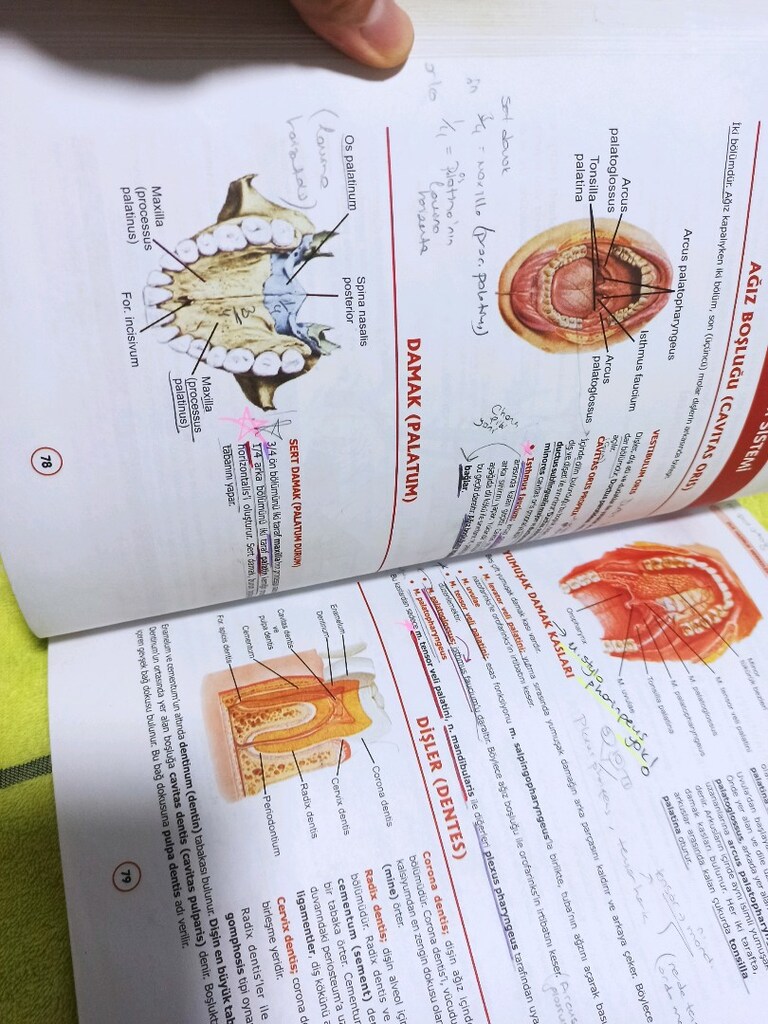 diş kitaplari - 7