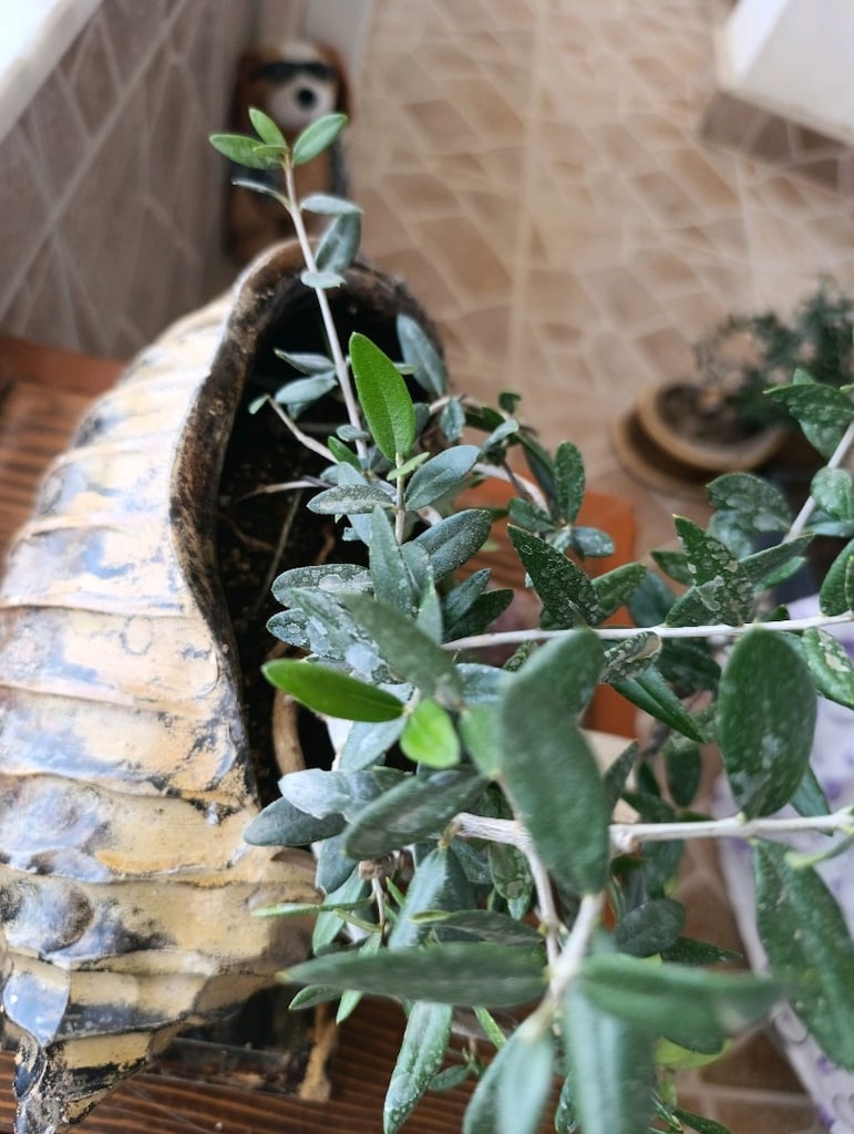 zeytin bonsai - 7
