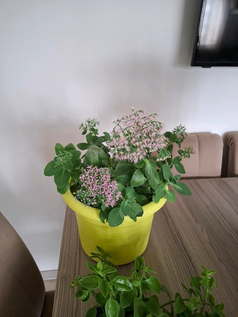 hepsi 550₺ canlı çiçekler - 5