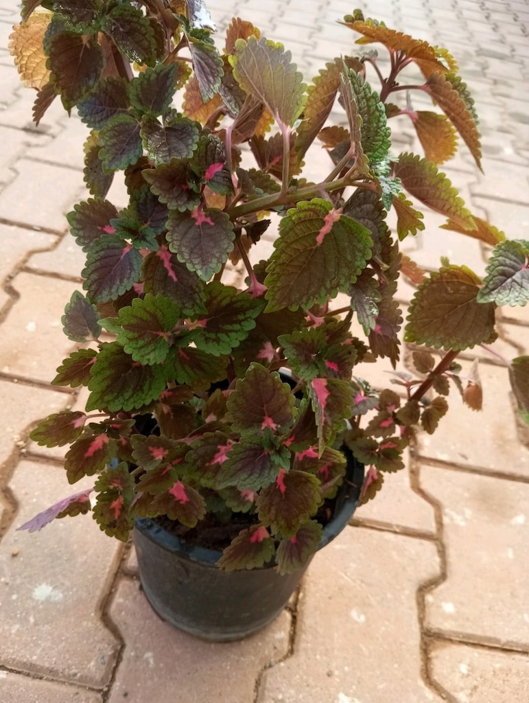 çiçek - 2