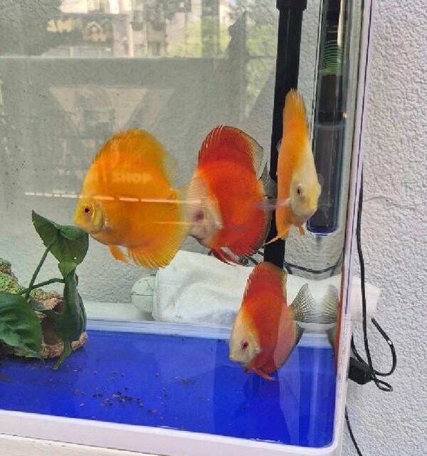 red melon ve yellow melon Discus çiftleri