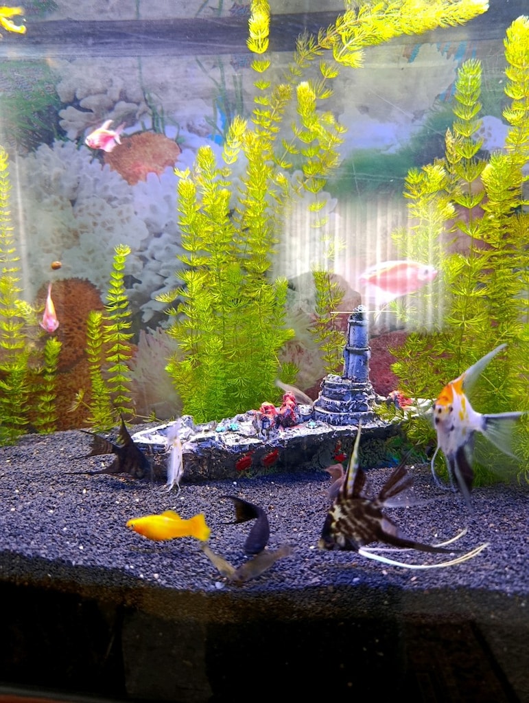 satılık özel tur melek balığı Moli ve tetra - 6
