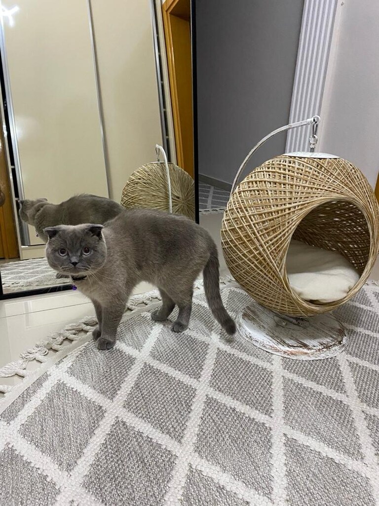 SALLANAN KEDİ HAMAĞI SIFIR GİBİ - 3