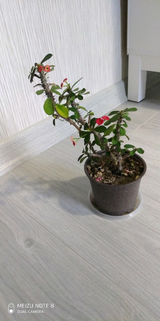 çiçek dikenler tacı - 3