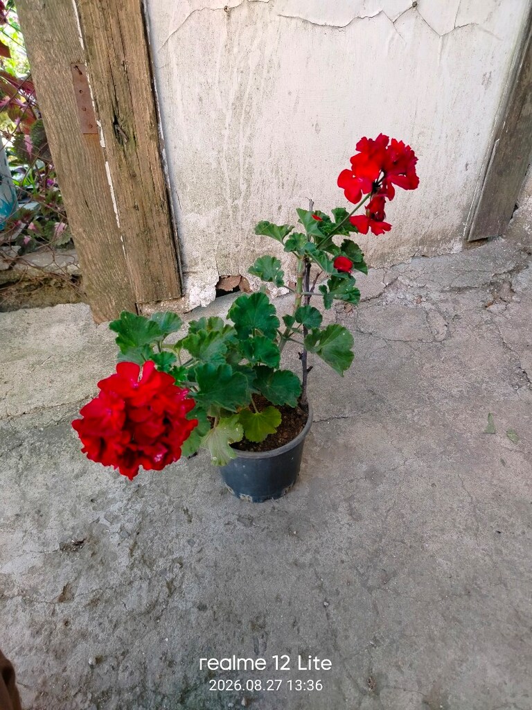 gül sardunya çiçeği - 2