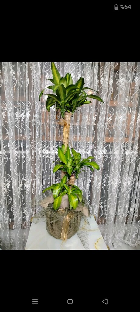 Büyük boy yucca salon ofis dükkan çiçeği - 3