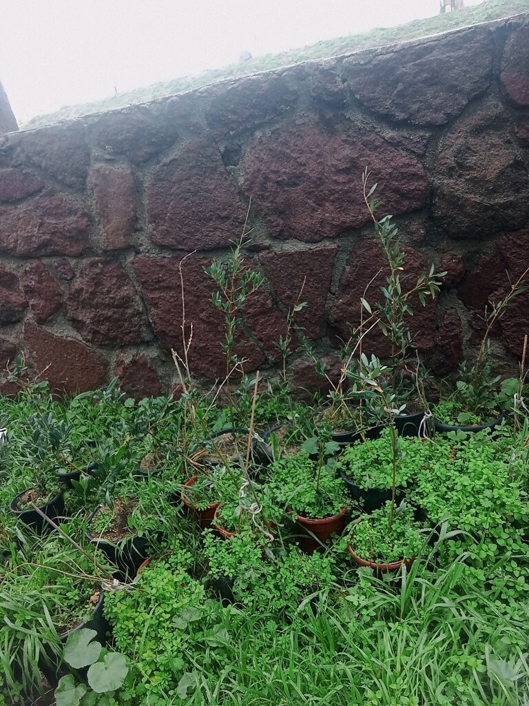 Zeytin ağacları - 2