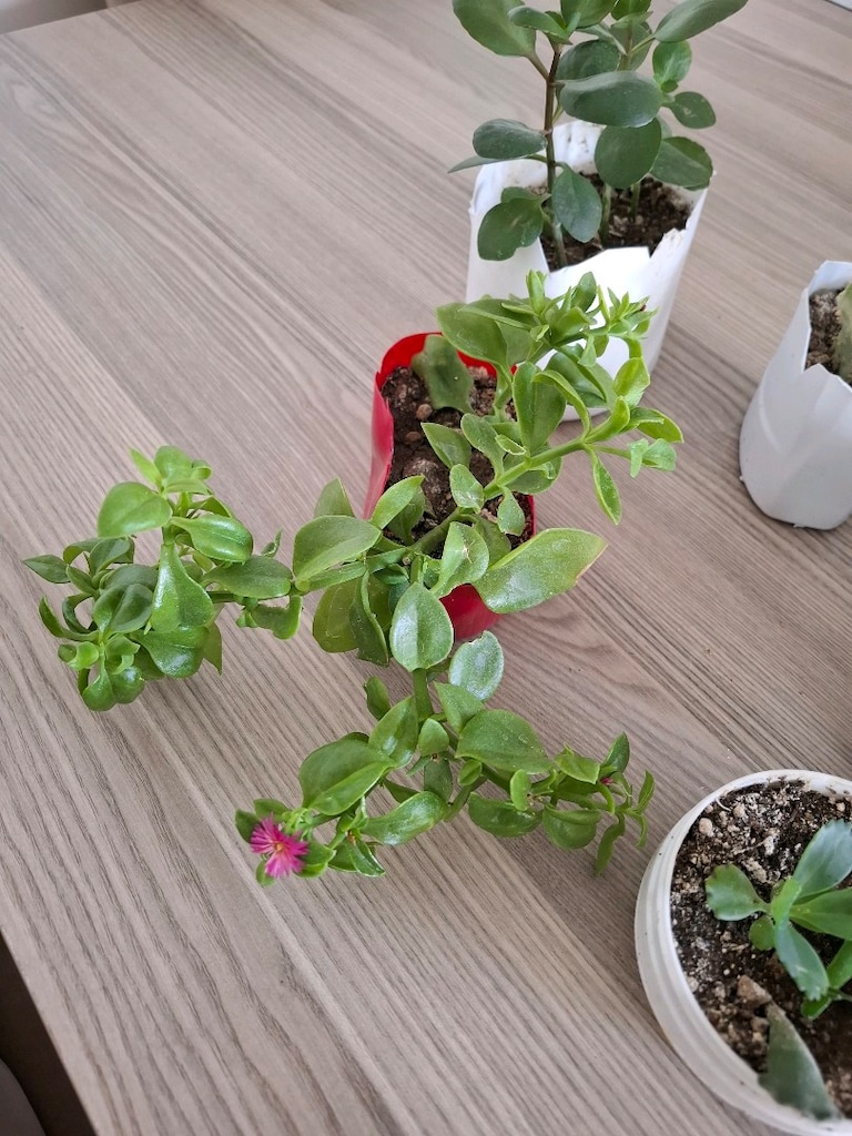 hepsi 100₺ 6 adet canlı çiçek - 5